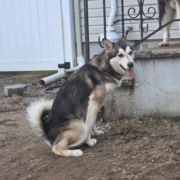 Koda