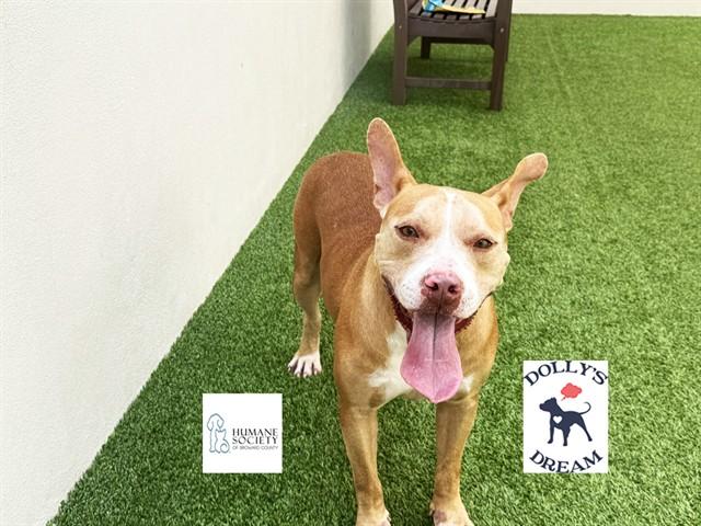 RIVER, Adoptable, Adult Male American Staffordshire Terrier & Mixed Breed.