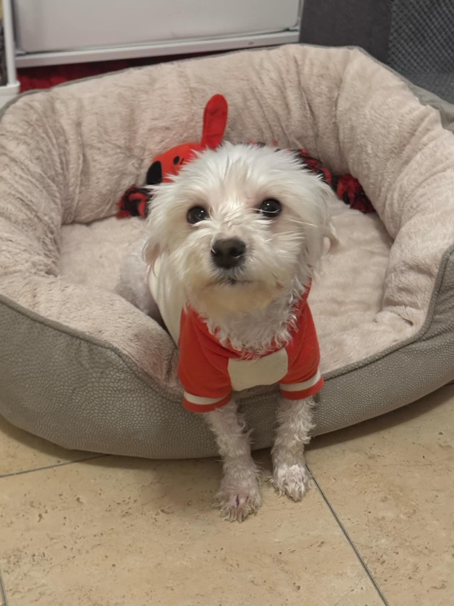 Norman, Adopted, Young Male Maltese.