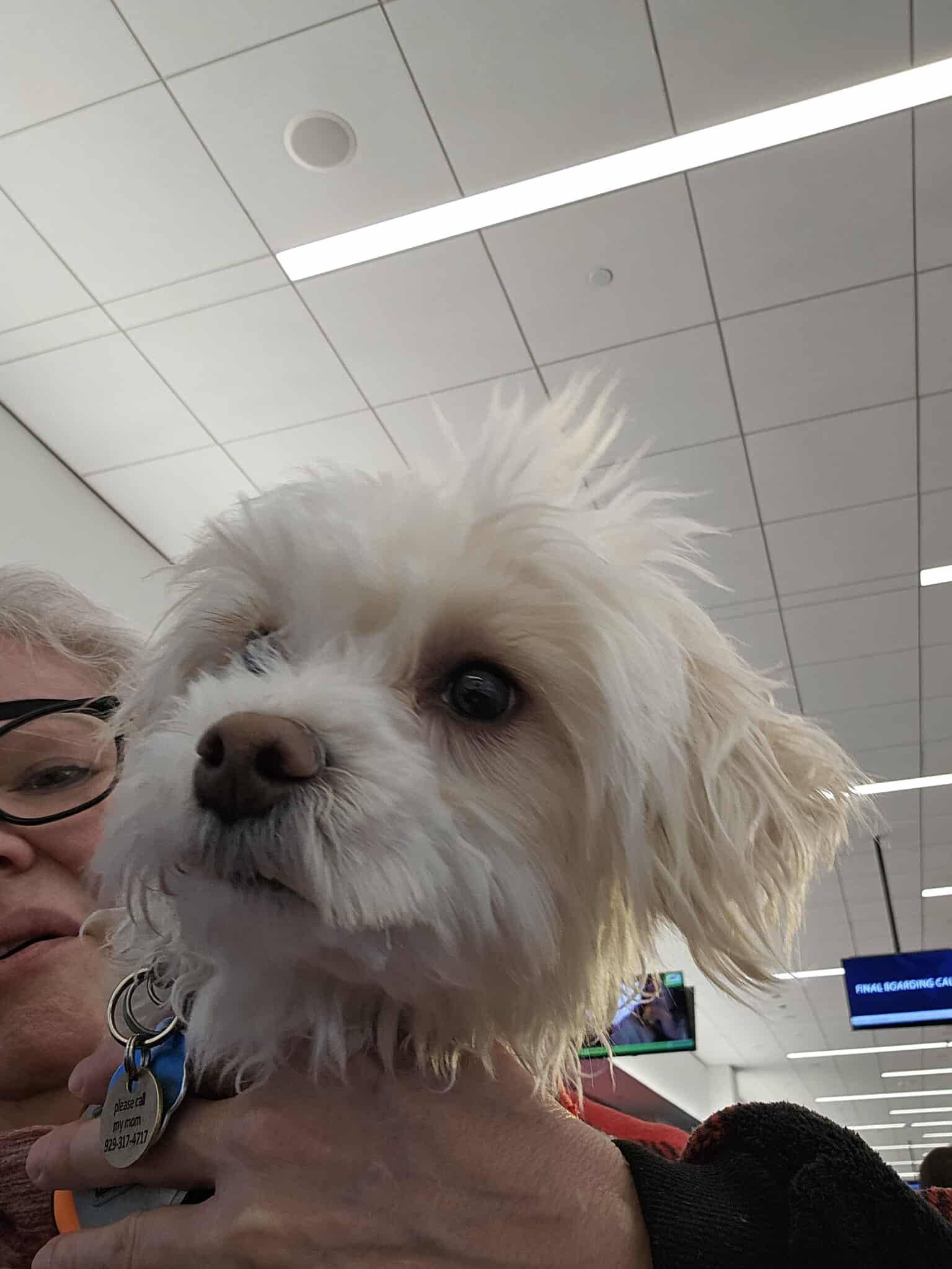 Norman, a Adopted mixed breed in Warsaw, IN image 2/4