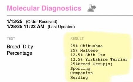 Norman, a Adopted mixed breed in Warsaw, IN image 4/4