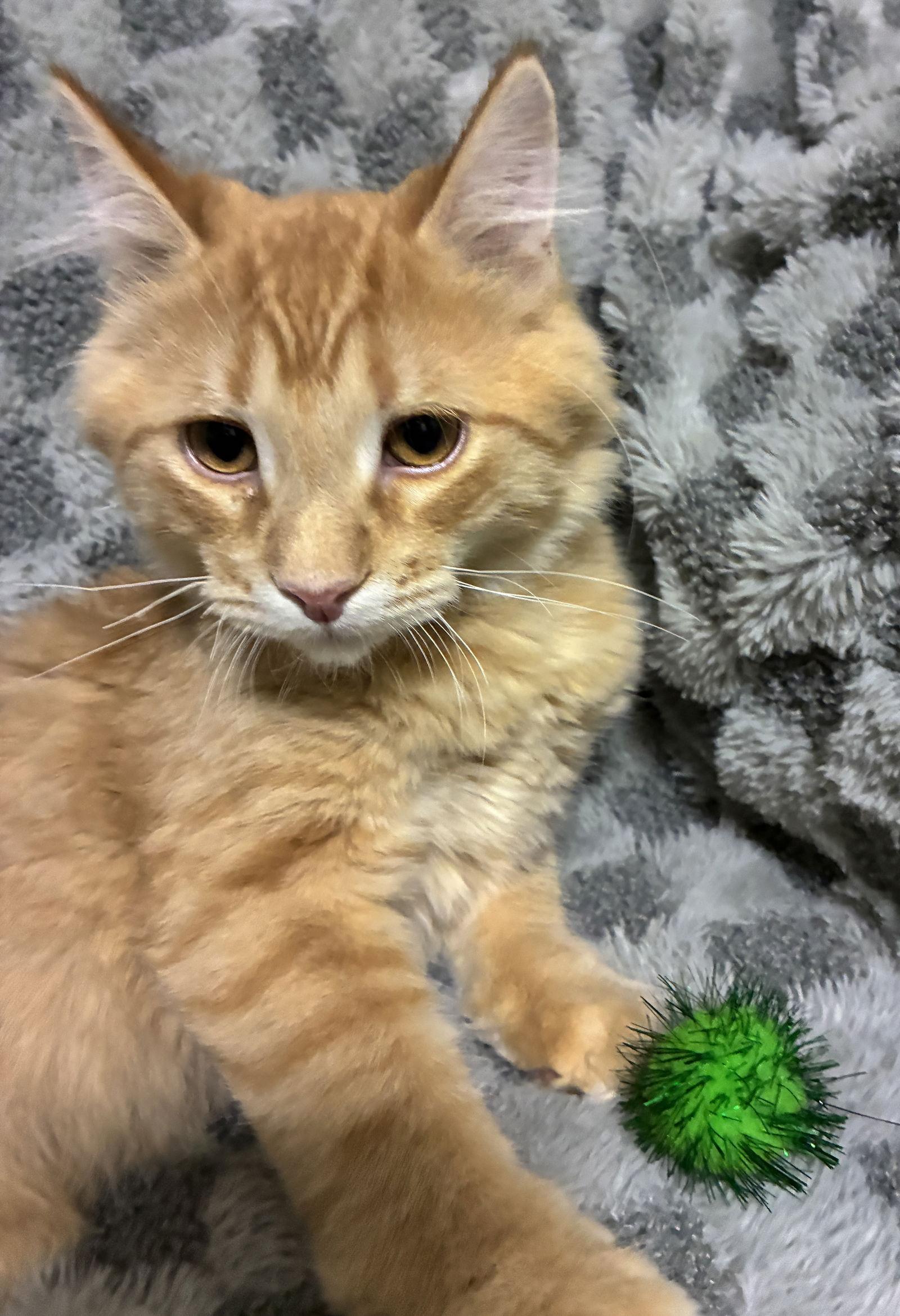 Enlarge Phloyd, a Adopted mixed breed in Forest Lake, MN image 1/1