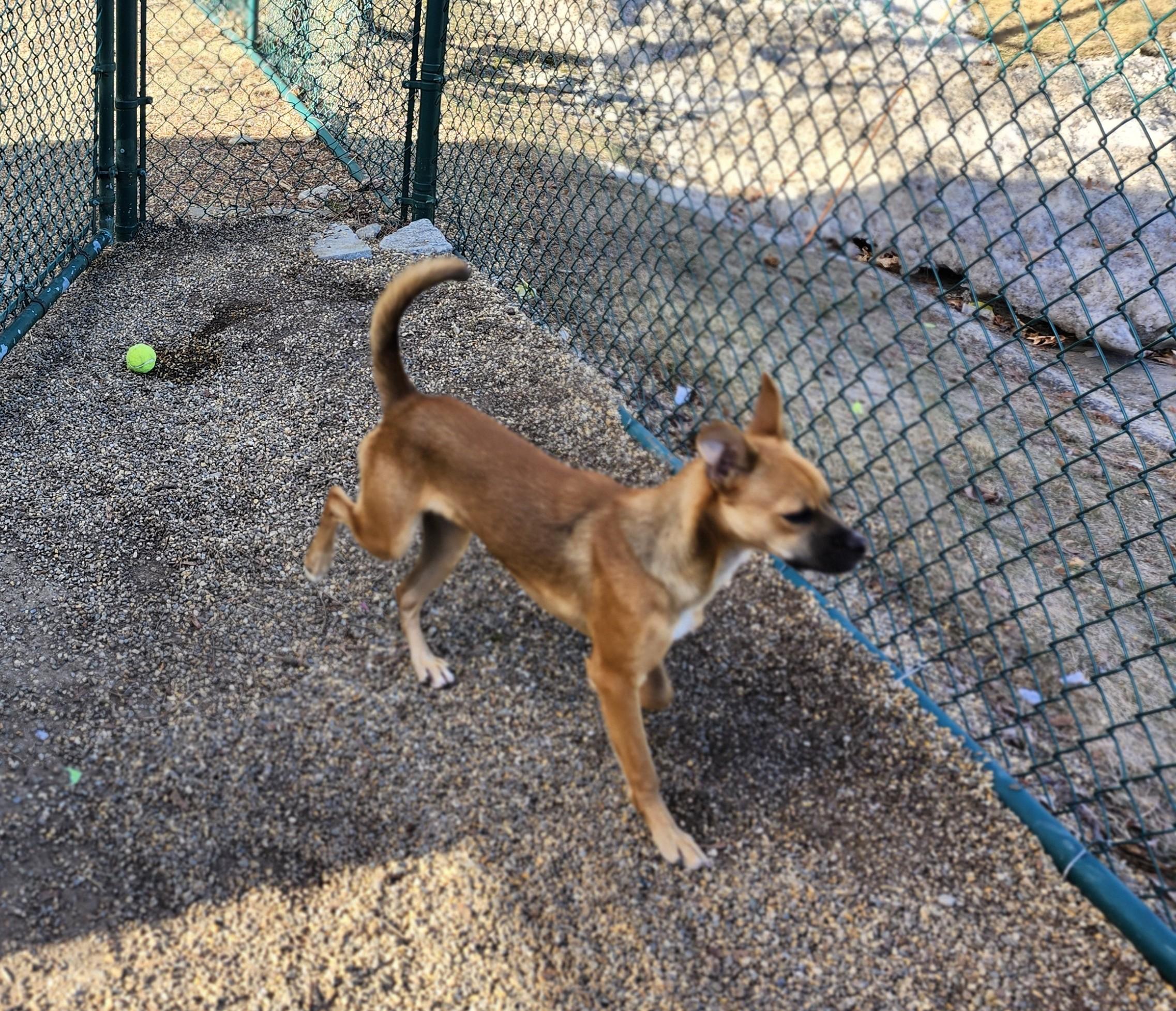 Enlarge Scrappy, a ADOPTABLE mixed breed in Milford, NH image 5/6