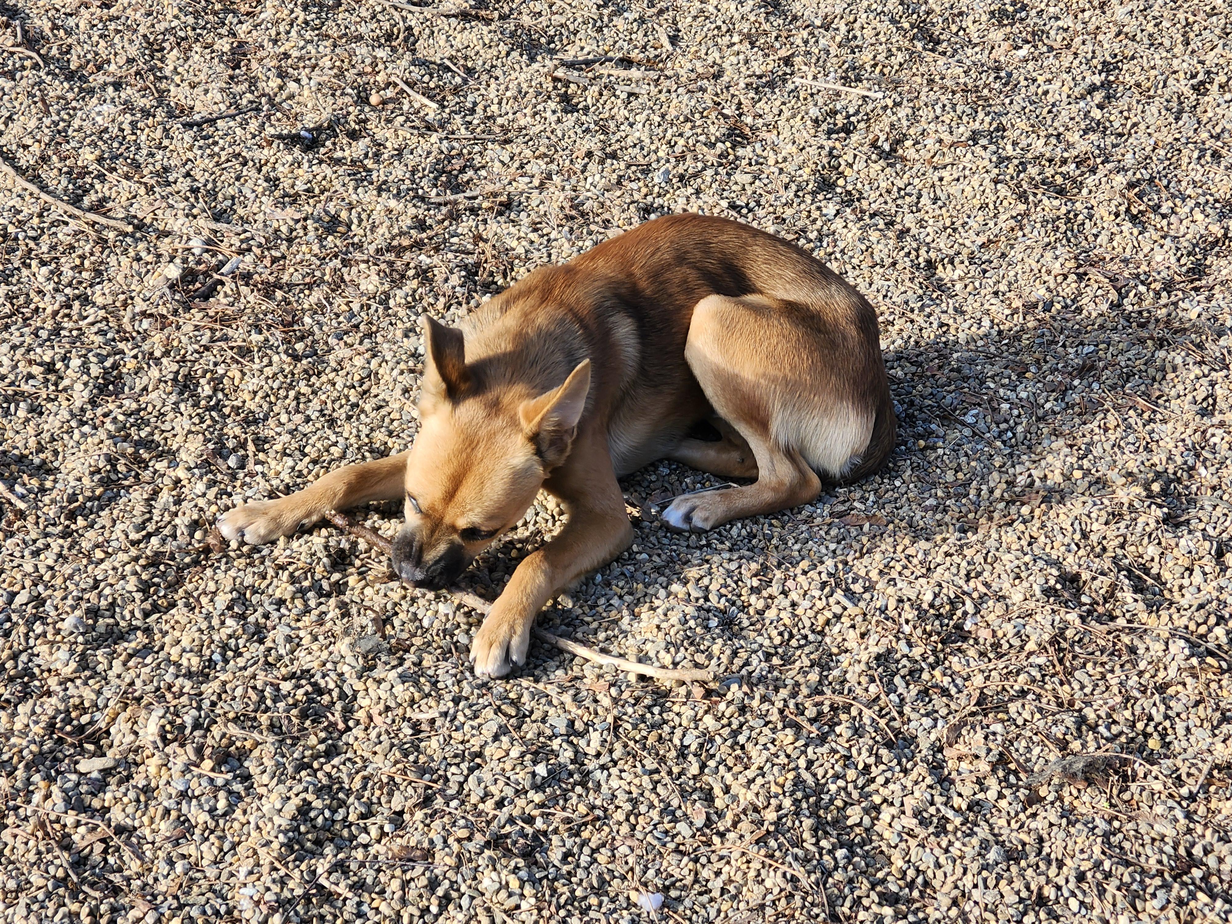 Enlarge Scrappy, a ADOPTABLE mixed breed in Milford, NH image 2/6