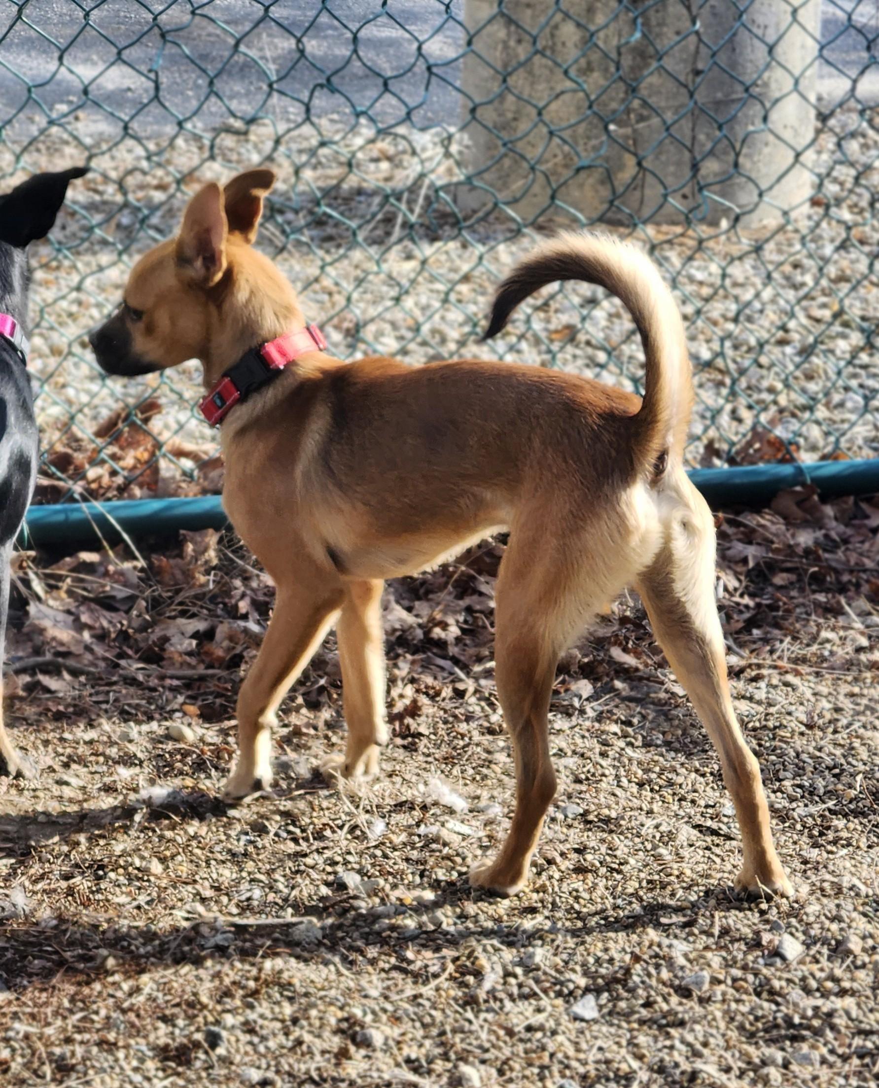 Enlarge Scrappy, a ADOPTABLE mixed breed in Milford, NH image 1/6