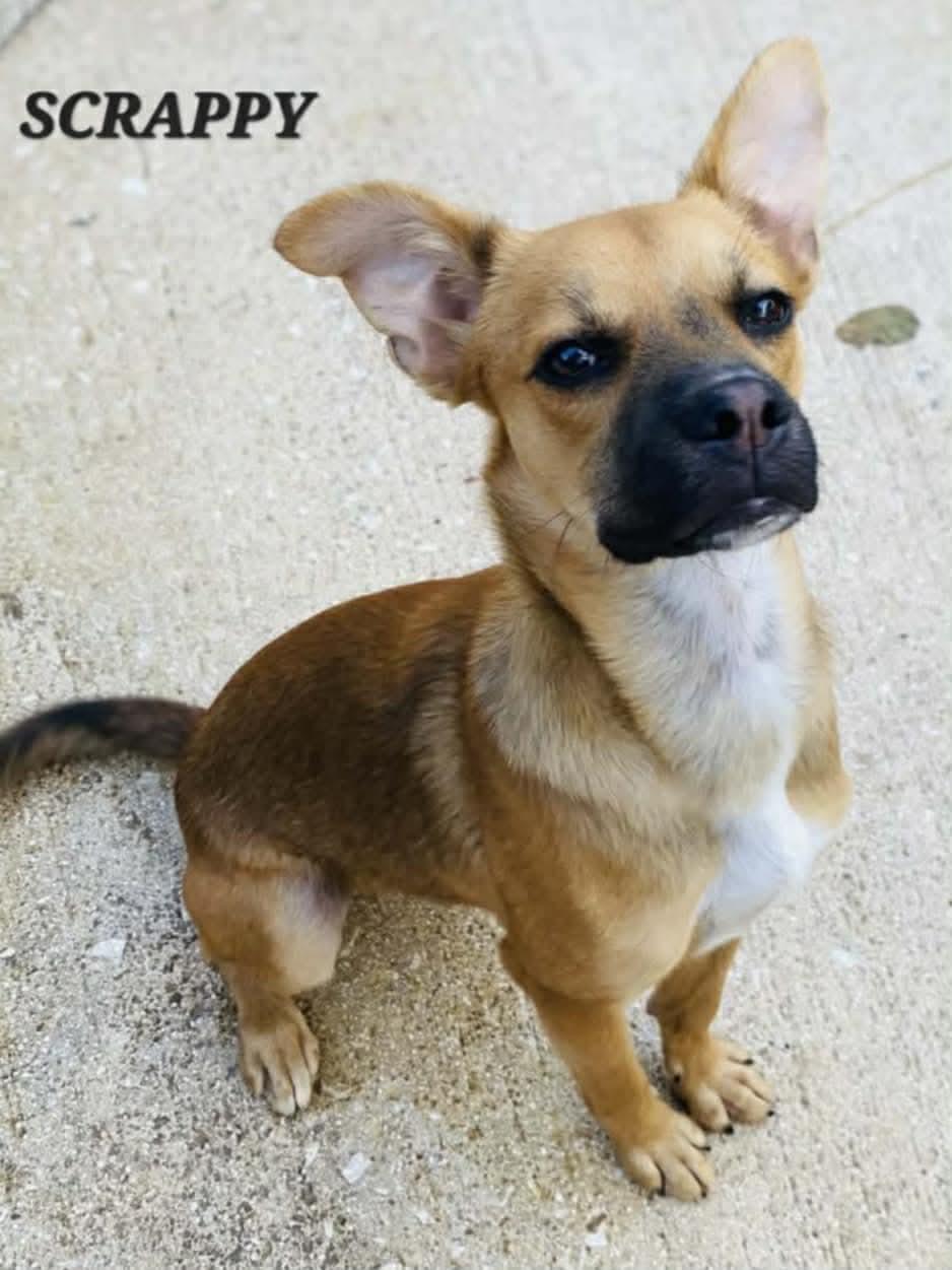 Enlarge Scrappy, a ADOPTABLE mixed breed in Milford, NH image 6/6