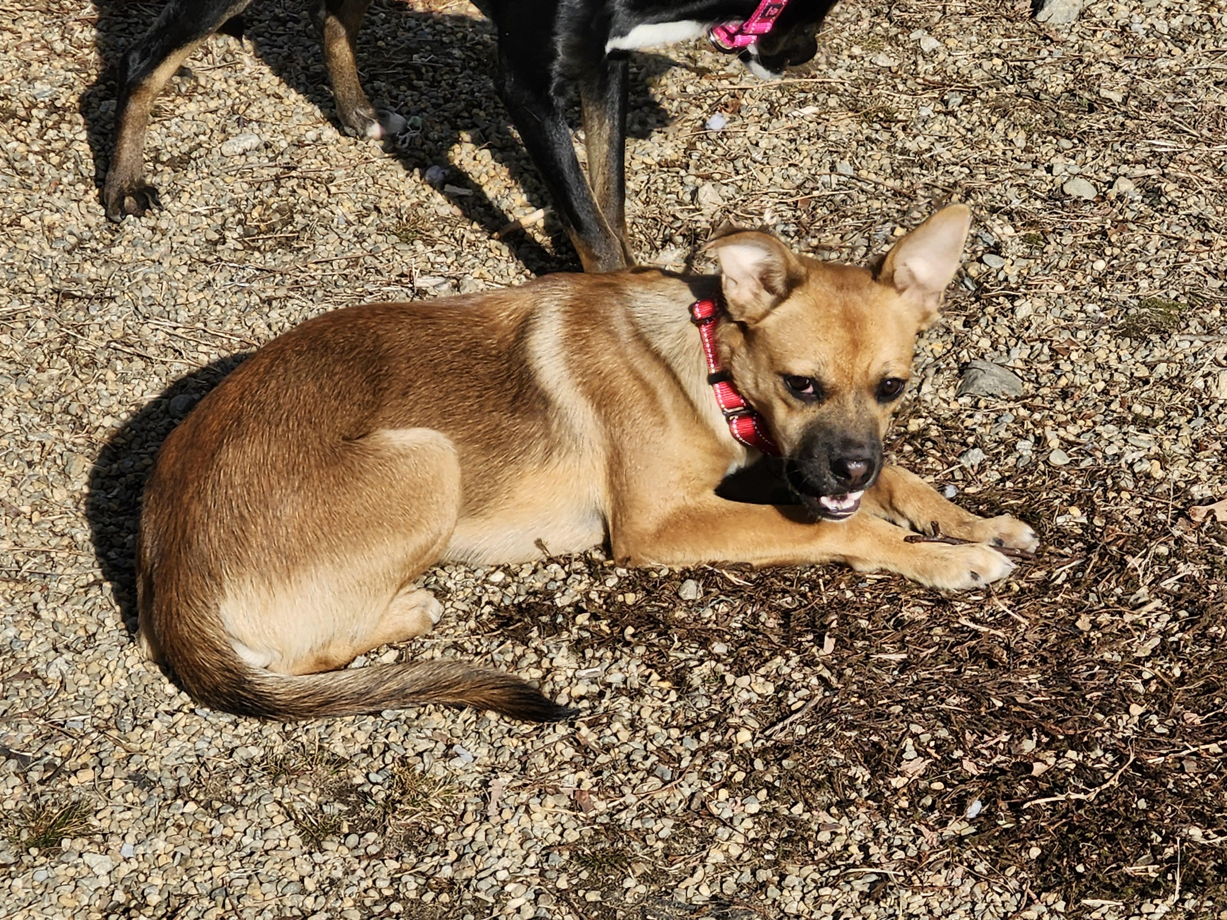 Enlarge Scrappy, a ADOPTABLE mixed breed in Milford, NH image 4/6