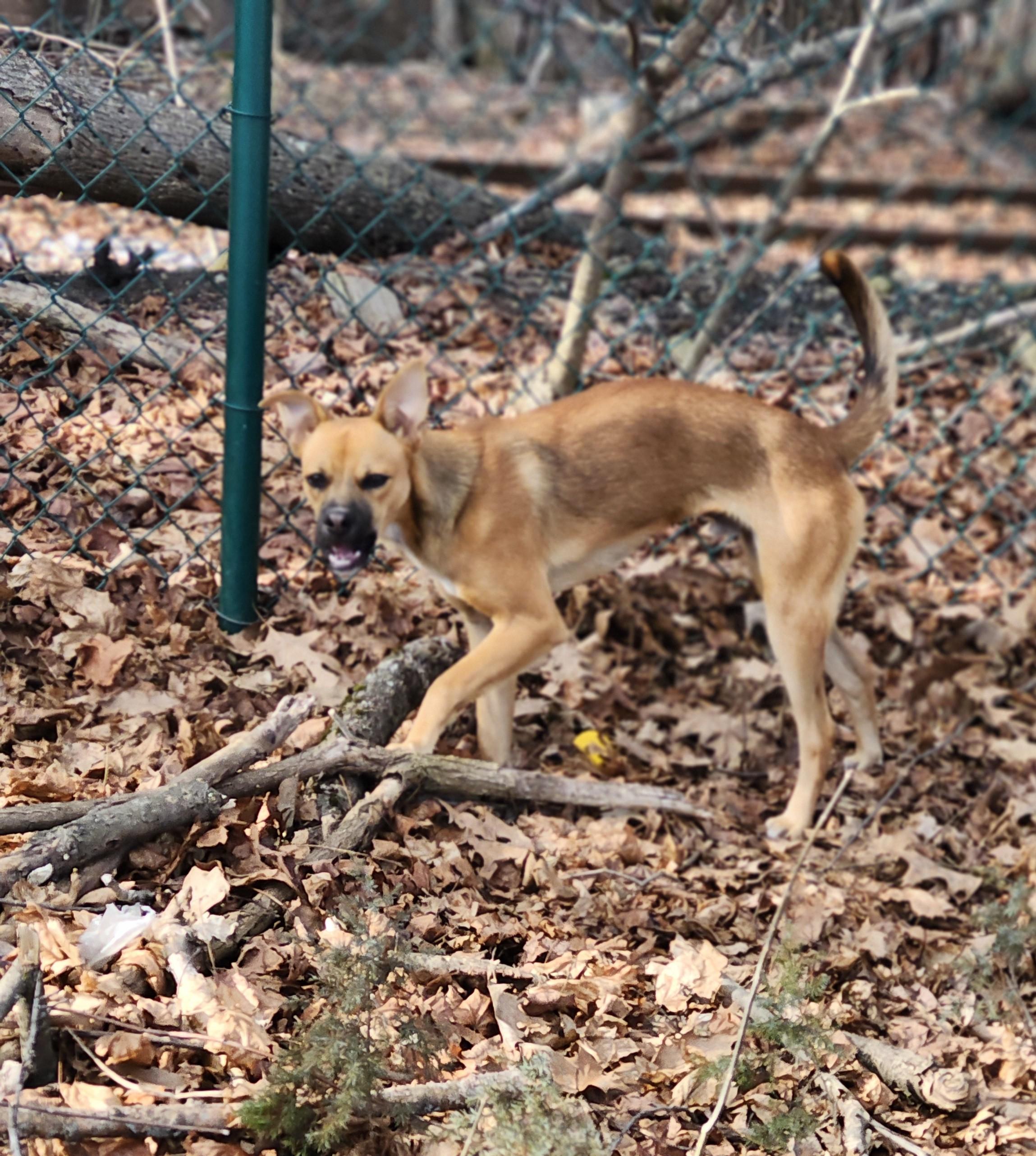Enlarge Scrappy, a ADOPTABLE mixed breed in Milford, NH image 3/6