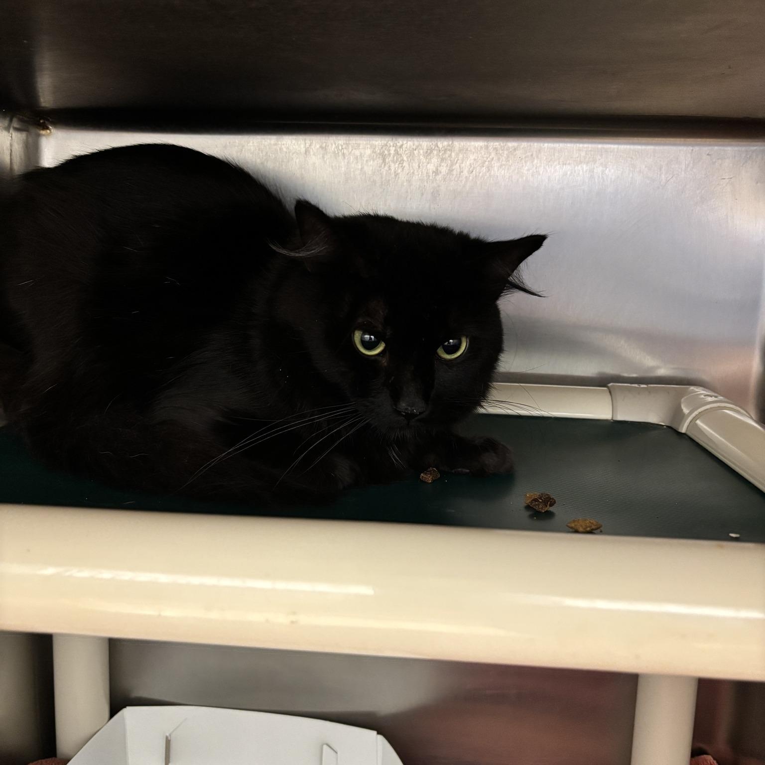 Enlarge Shiki, a ADOPTABLE Domestic Short Hair in St. Augustine, FL image 1/1