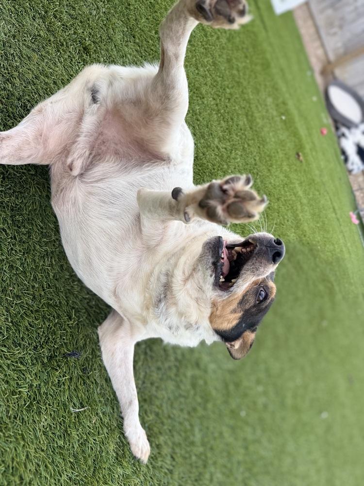 Enlarge Bluey, a Adoptable mixed breed in Denver, CO image 1/6