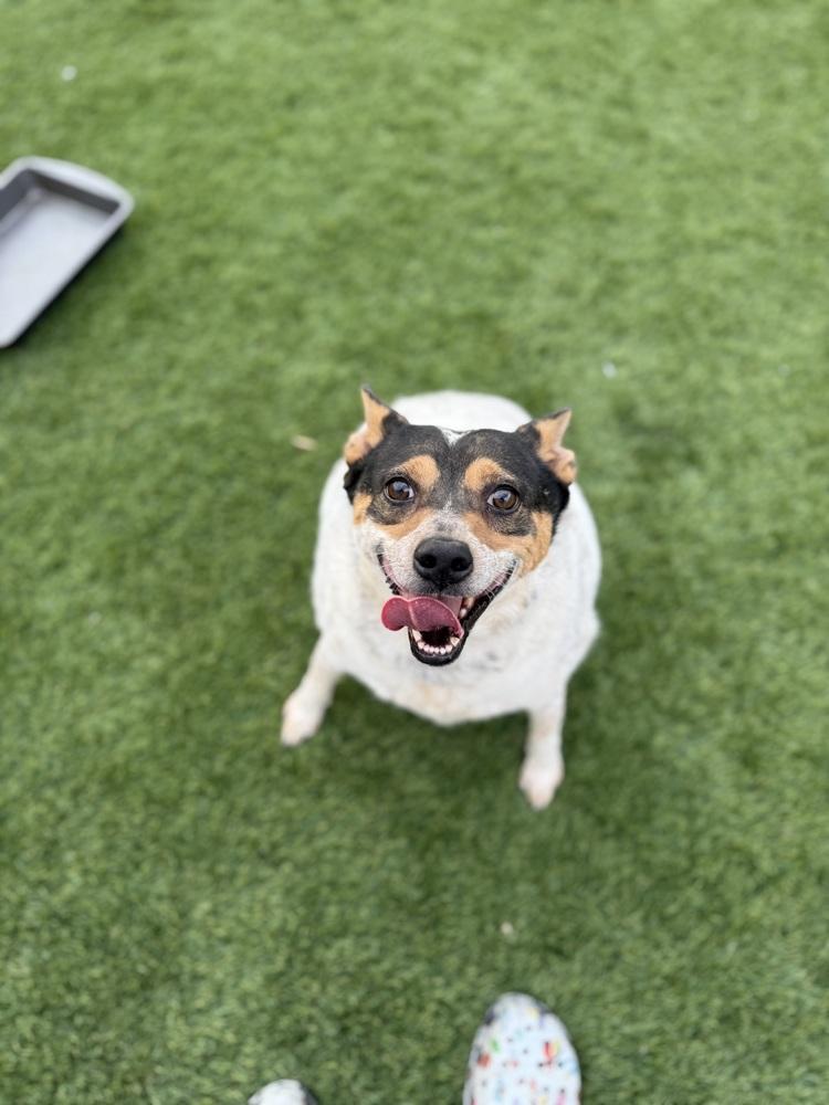 Enlarge Bluey, a Adoptable mixed breed in Denver, CO image 2/6