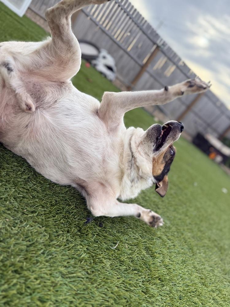 Enlarge Bluey, a Adoptable mixed breed in Denver, CO image 3/6