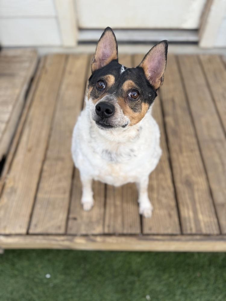 Enlarge Bluey, a Adoptable mixed breed in Denver, CO image 4/6