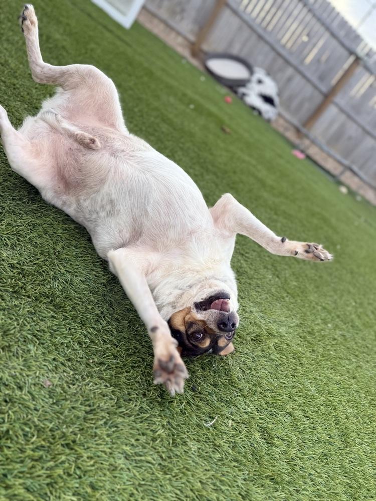 Enlarge Bluey, a Adoptable mixed breed in Denver, CO image 5/6