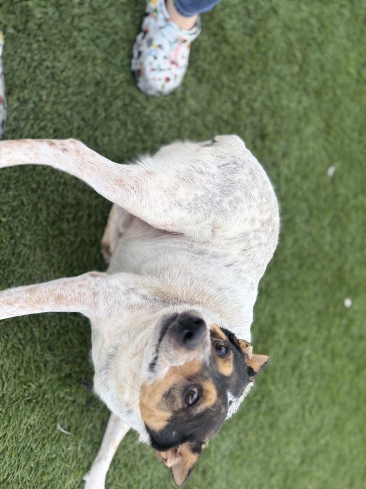 Bluey, Adoptable, Adult Male Australian Cattle Dog / Blue Heeler & Australian Cattle Dog / Blue Heeler.