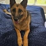 Enlarge Leia, a Adoptable German Shepherd Dog in Roswell, GA image 2/4