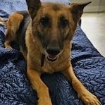 Enlarge Leia, a Adoptable German Shepherd Dog in Roswell, GA image 3/4