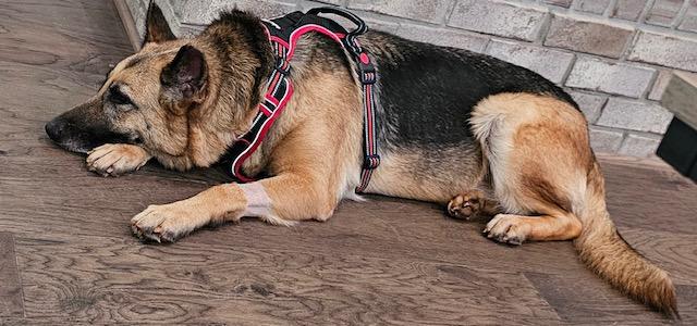 Leia, Adoptable, Young Female German Shepherd Dog.