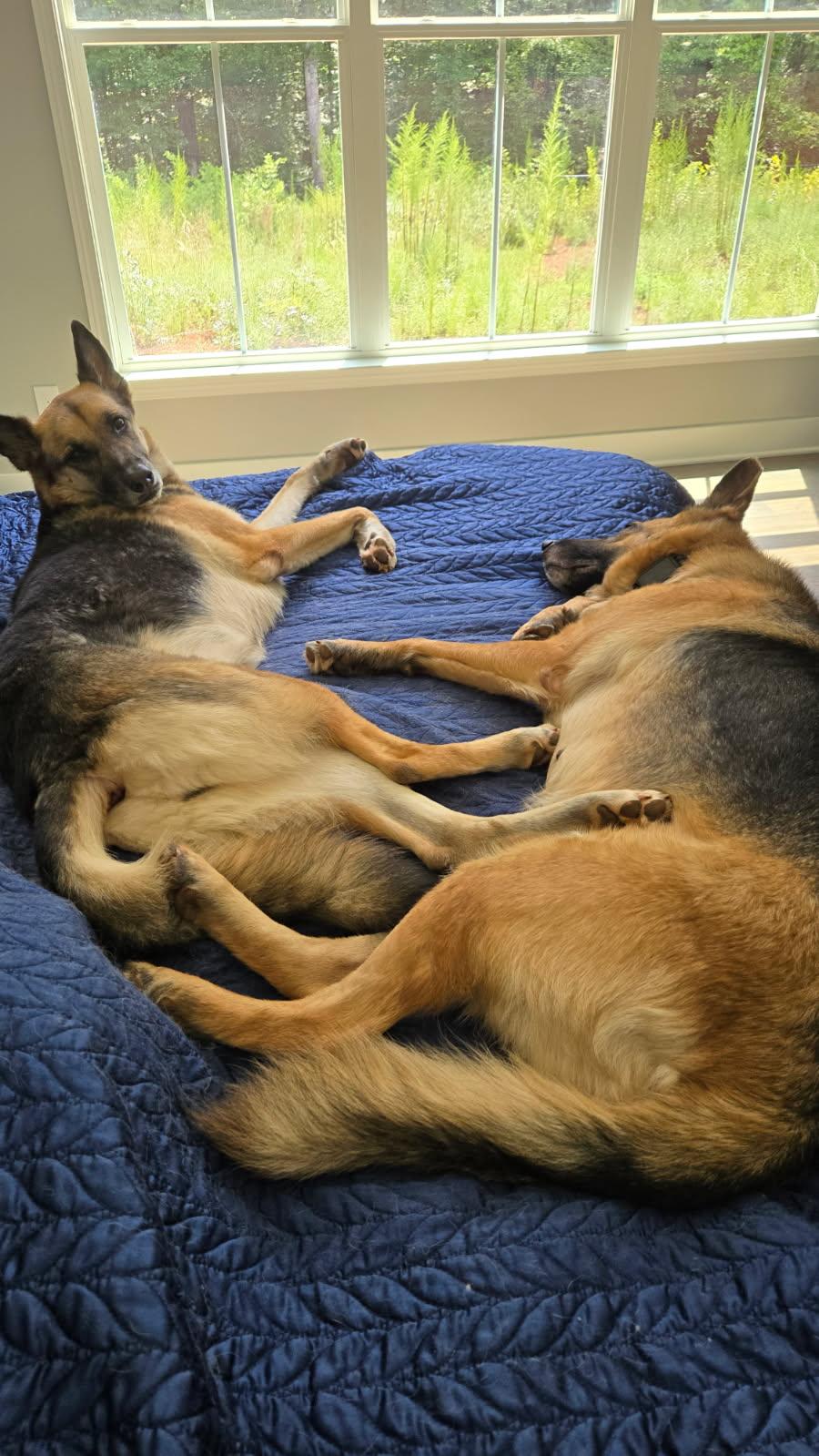 Enlarge Leia, a Adoptable German Shepherd Dog in Roswell, GA image 4/4