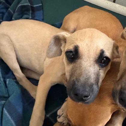 Pascal, Adoptable, Puppy Female Mixed Breed & Mixed Breed.