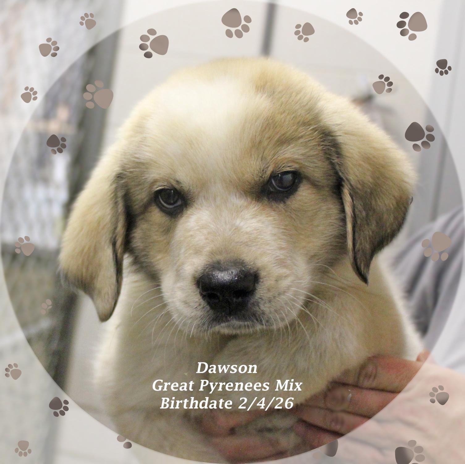 Enlarge Dawson, a ADOPTABLE mixed breed in Amelia, OH image 1/1