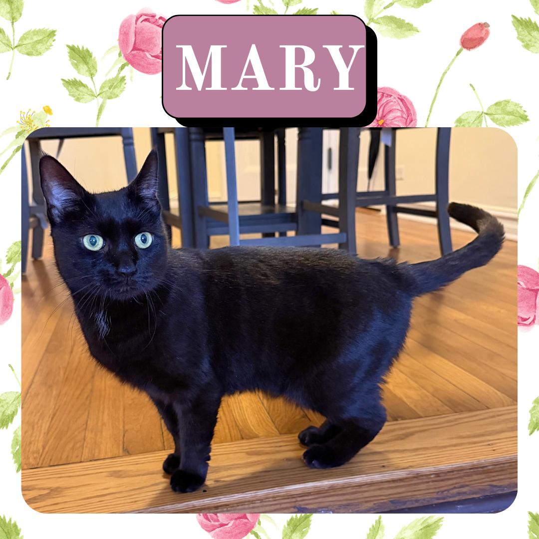 Mary, Adoptable, Young Female Domestic Short Hair.