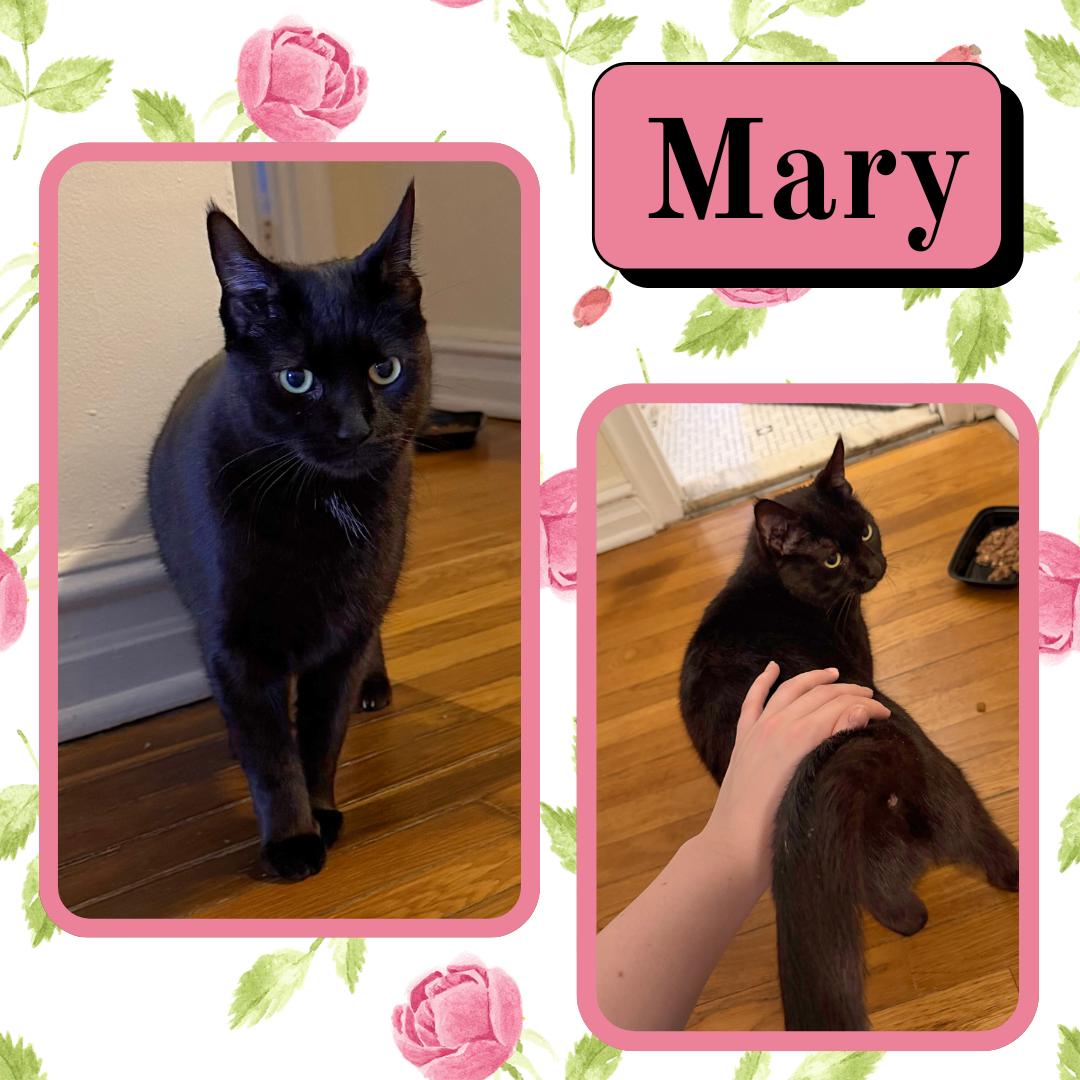 Enlarge Mary, a Adoptable Domestic Short Hair in Port Chester, NY image 2/2