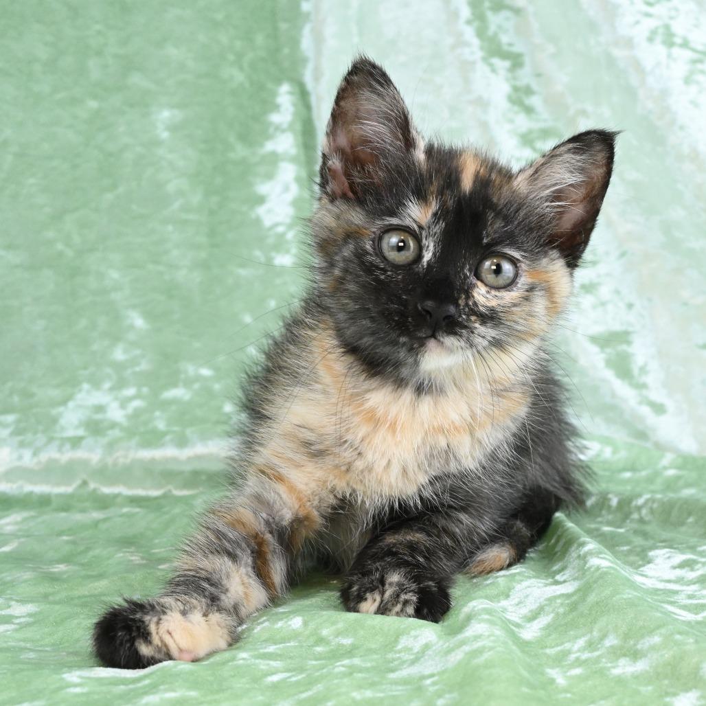 Mya, Adoptable, Kitten Female Domestic Medium Hair.