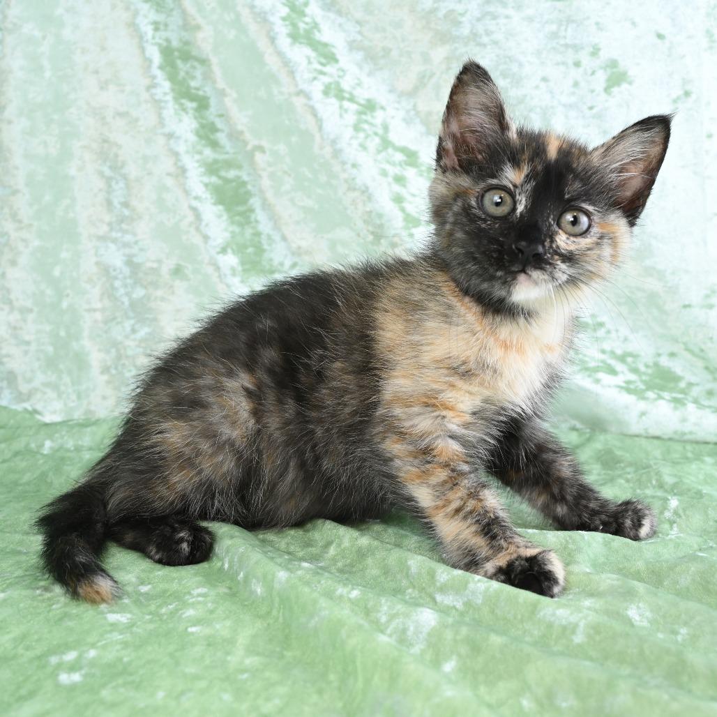 Enlarge Mya, a Adoptable Domestic Medium Hair in Mobile, AL image 2/6