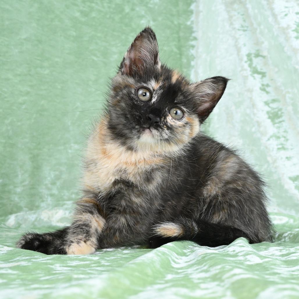 Enlarge Mya, a Adoptable Domestic Medium Hair in Mobile, AL image 3/6