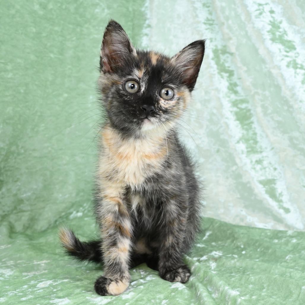 Enlarge Mya, a Adoptable Domestic Medium Hair in Mobile, AL image 4/6