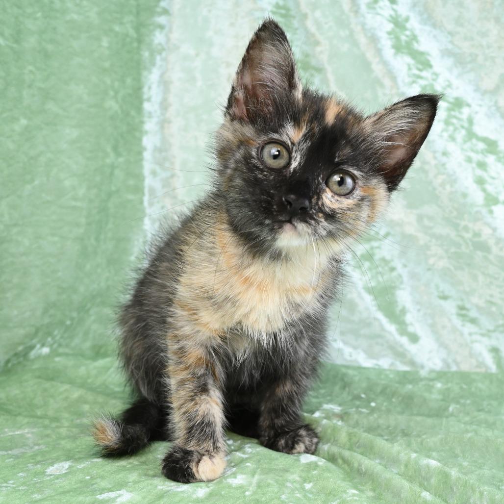 Enlarge Mya, a Adoptable Domestic Medium Hair in Mobile, AL image 5/6