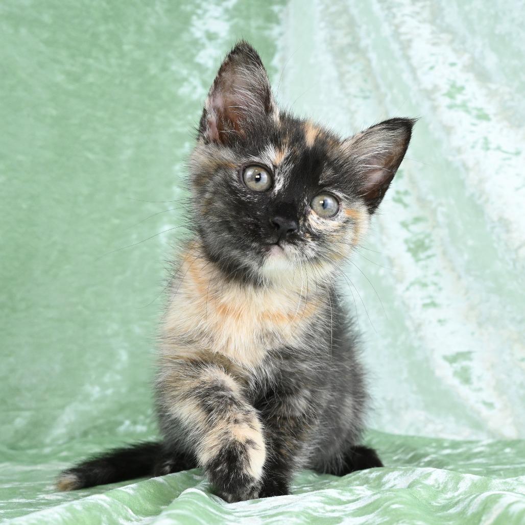 Enlarge Mya, a Adoptable Domestic Medium Hair in Mobile, AL image 6/6