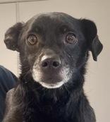 Jetta, adopted, Adult Female Chihuahua.