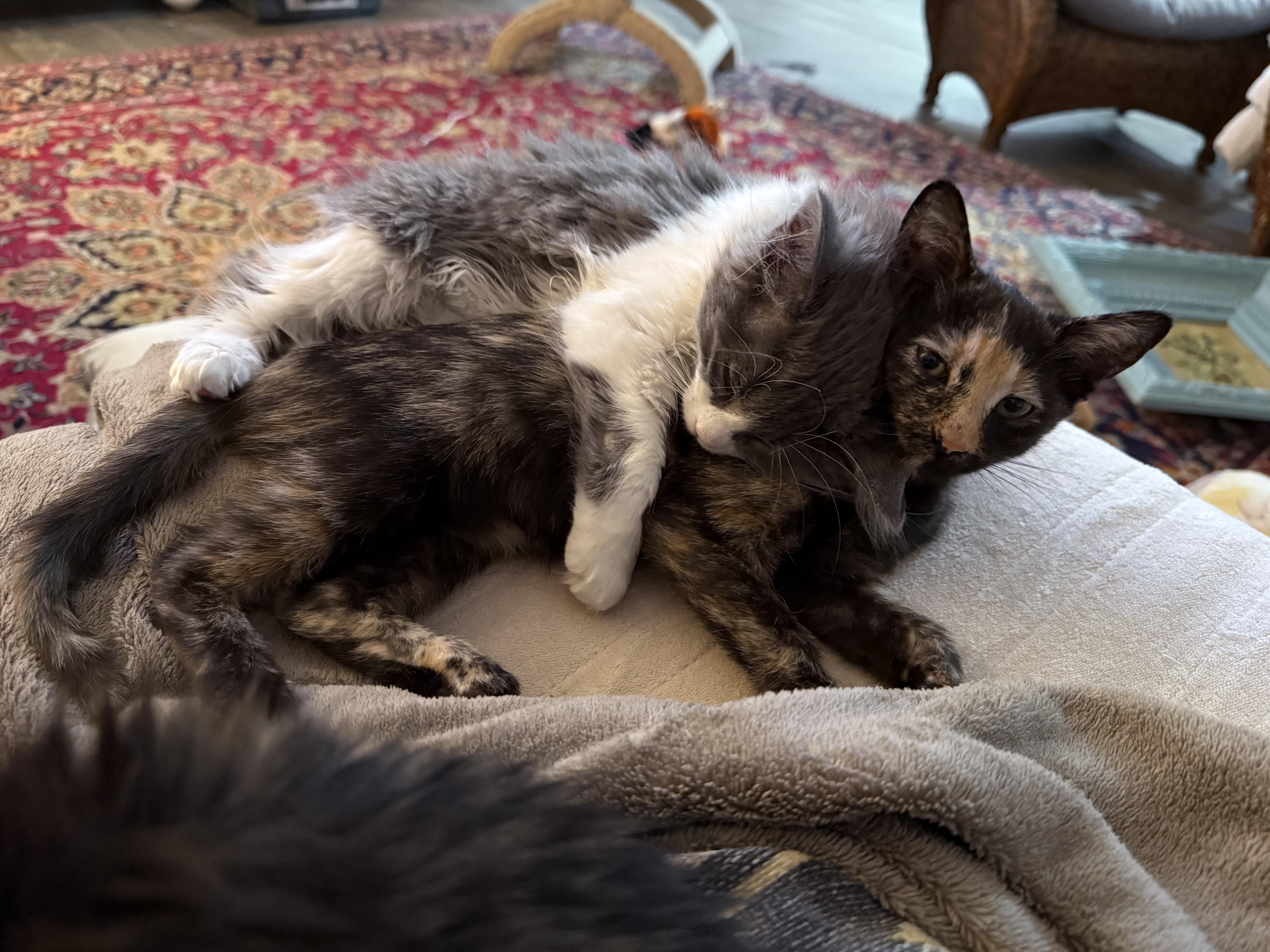 Enlarge LuLuBelle, a Adoptable Tortoiseshell in Allen, TX image 1/5