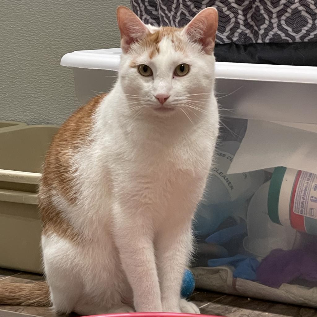 Henry the Orange, Adoptable, Adult Male Domestic Short Hair.