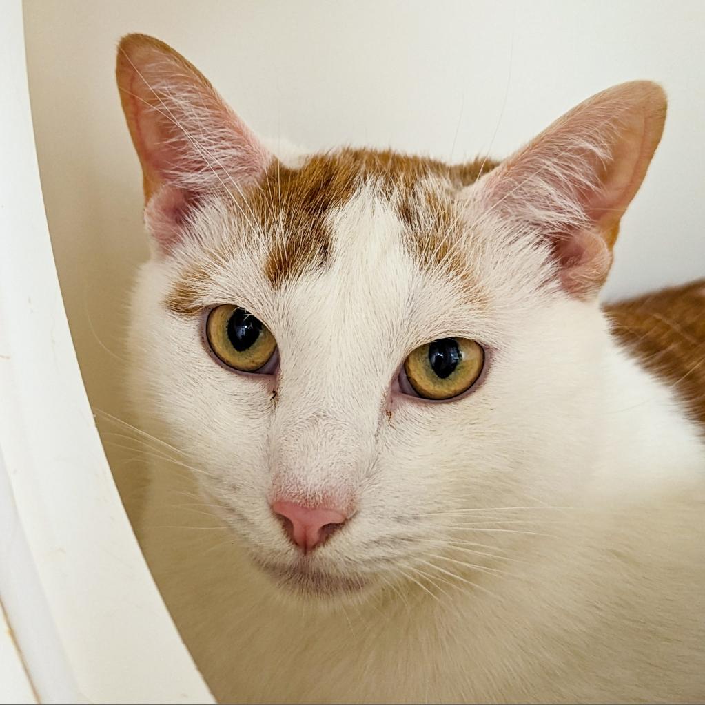 Henry the Orange, a Adoptable Domestic Short Hair in Cumming, GA image 2/5