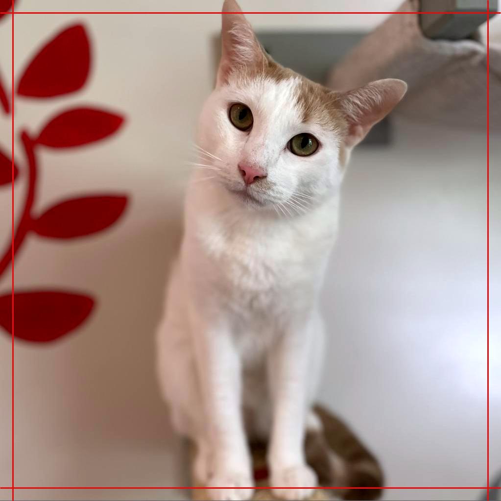 Henry the Orange, a Adoptable Domestic Short Hair in Cumming, GA image 5/5