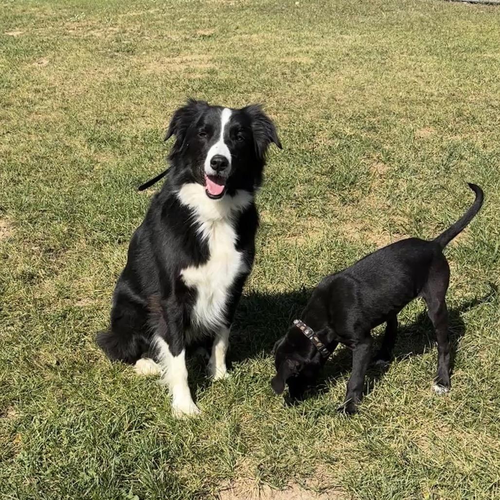 Enlarge Wilson (fka jebediah), a Adoptable mixed breed in Brainerd, MN image 1/6