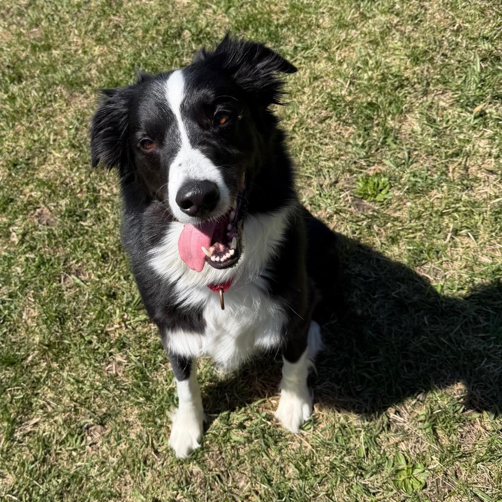 Wilson (fka jebediah), Adoptable, Adult Male Australian Shepherd & Border Collie.
