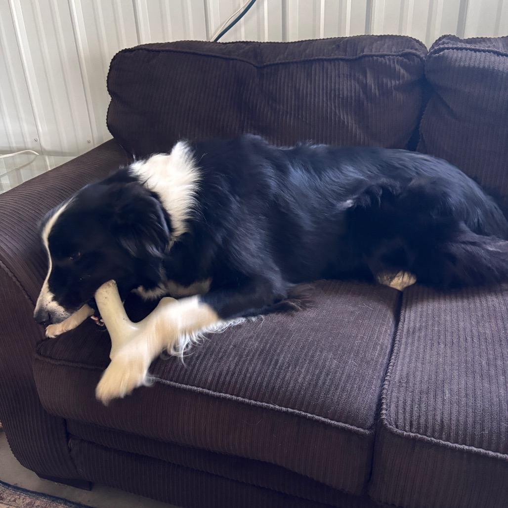 Enlarge Wilson (fka jebediah), a Adoptable mixed breed in Brainerd, MN image 3/6