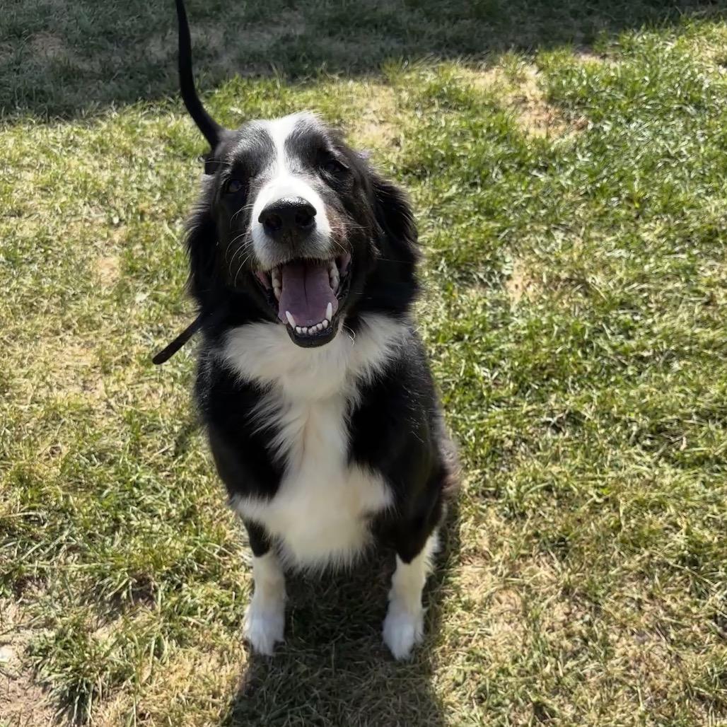 Enlarge Wilson (fka jebediah), a Adoptable mixed breed in Brainerd, MN image 4/6
