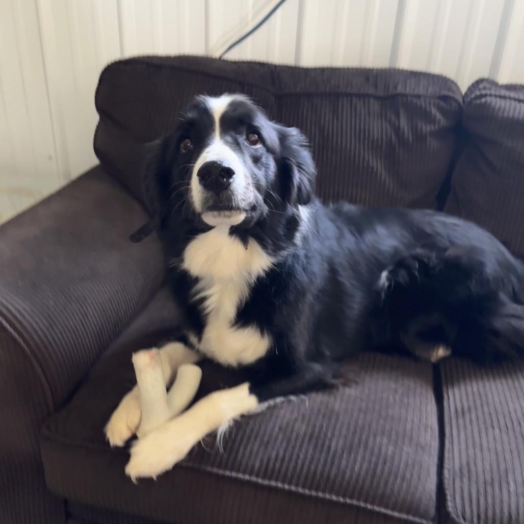 Enlarge Wilson (fka jebediah), a Adoptable mixed breed in Brainerd, MN image 5/6