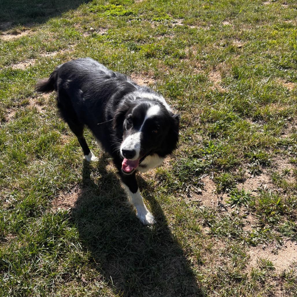 Enlarge Wilson (fka jebediah), a Adoptable mixed breed in Brainerd, MN image 6/6