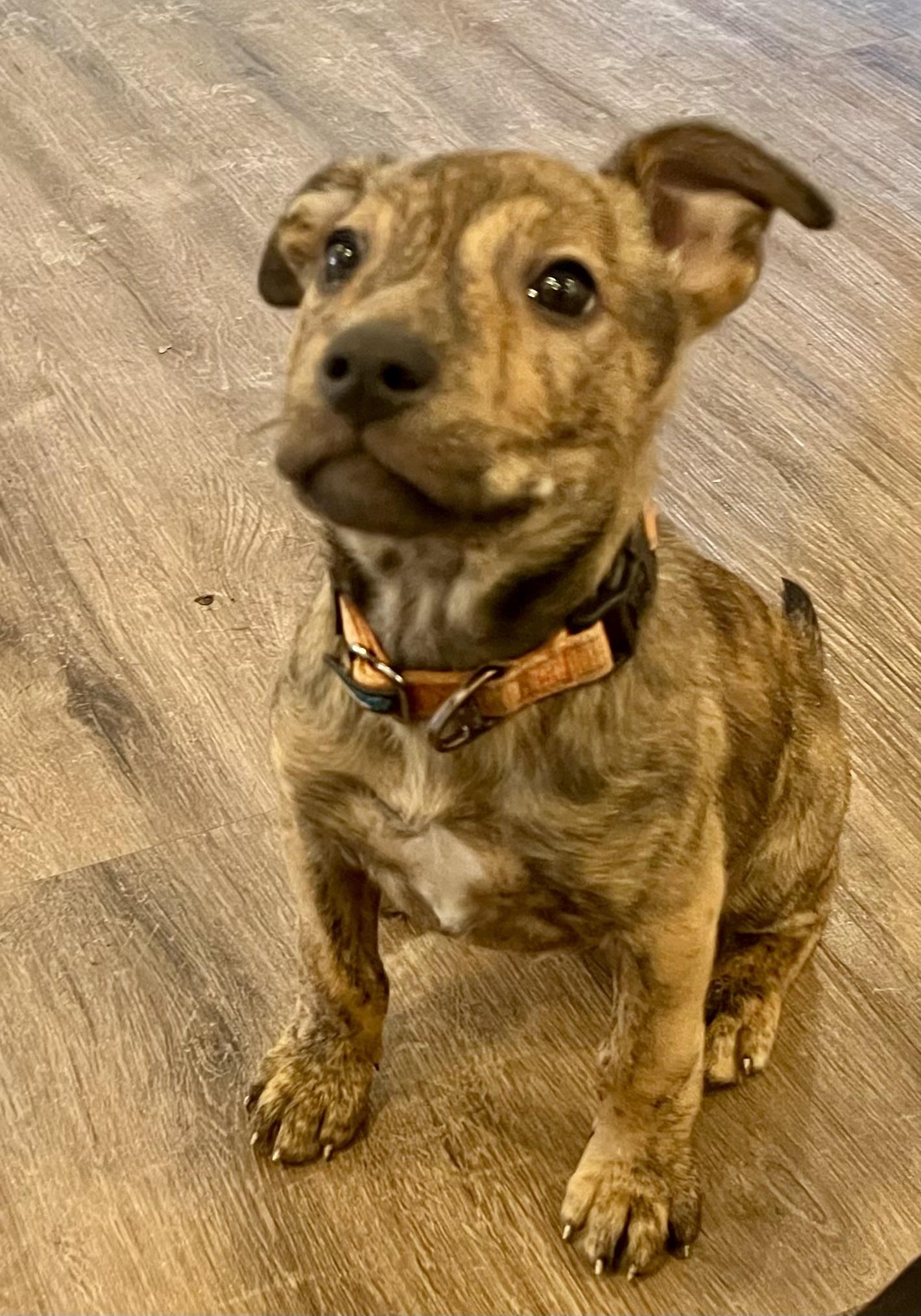 Blue, Adoptable, Puppy Male Boxer & Shepherd.