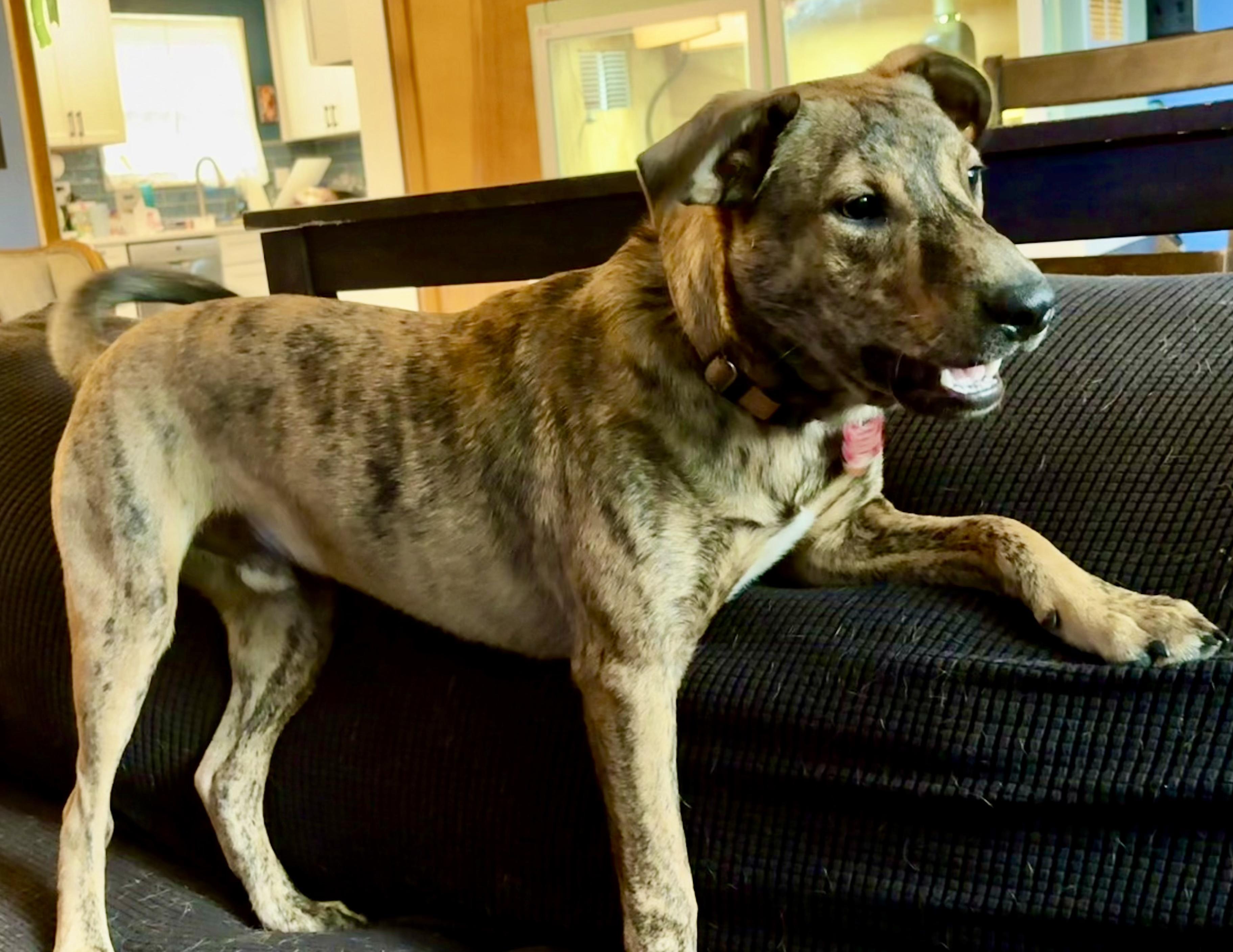 Blue, a Adoptable mixed breed in Cincinnati, OH image 3/6