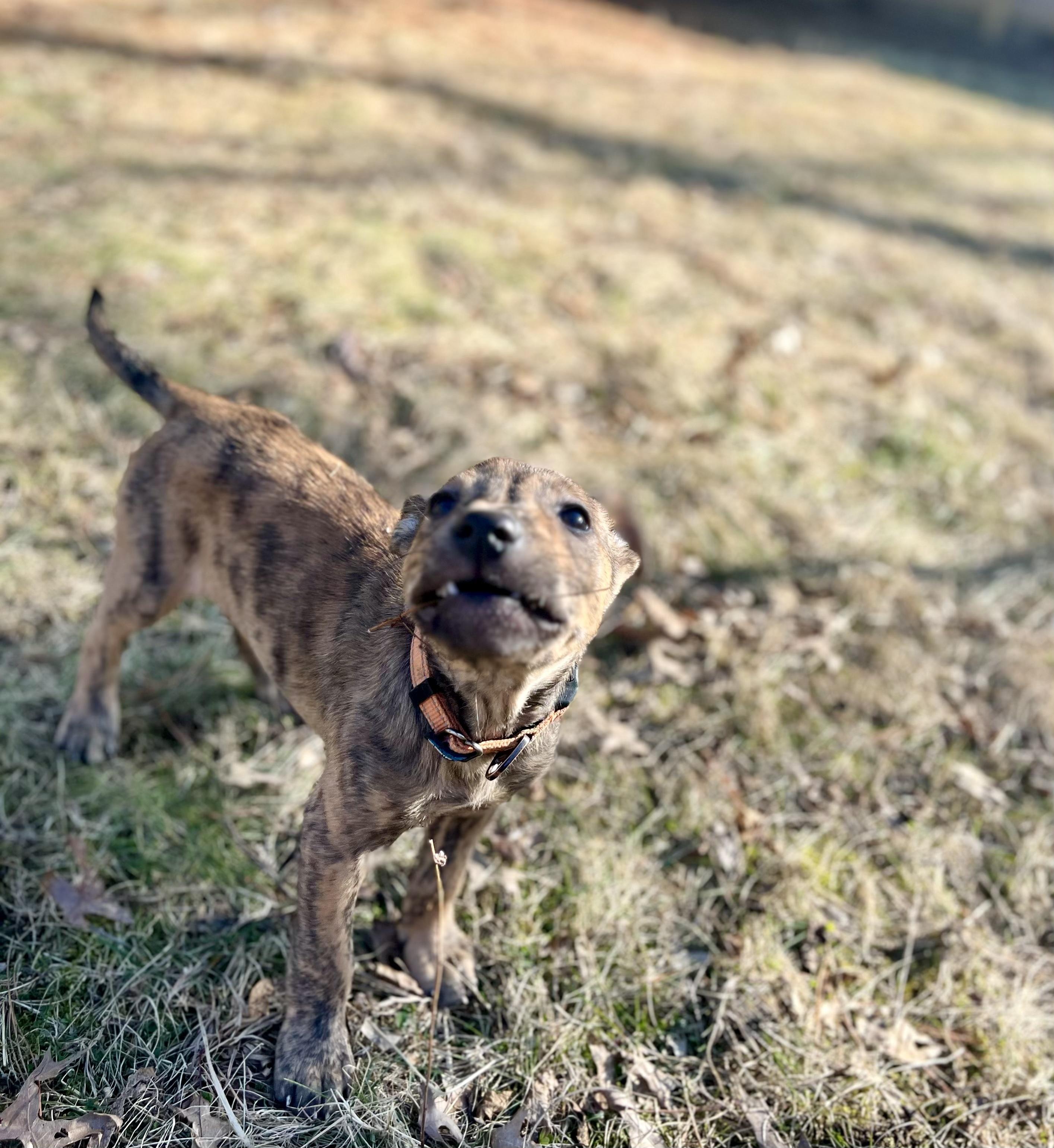 Enlarge Blue, a Adoptable mixed breed in Cincinnati, OH image 4/5