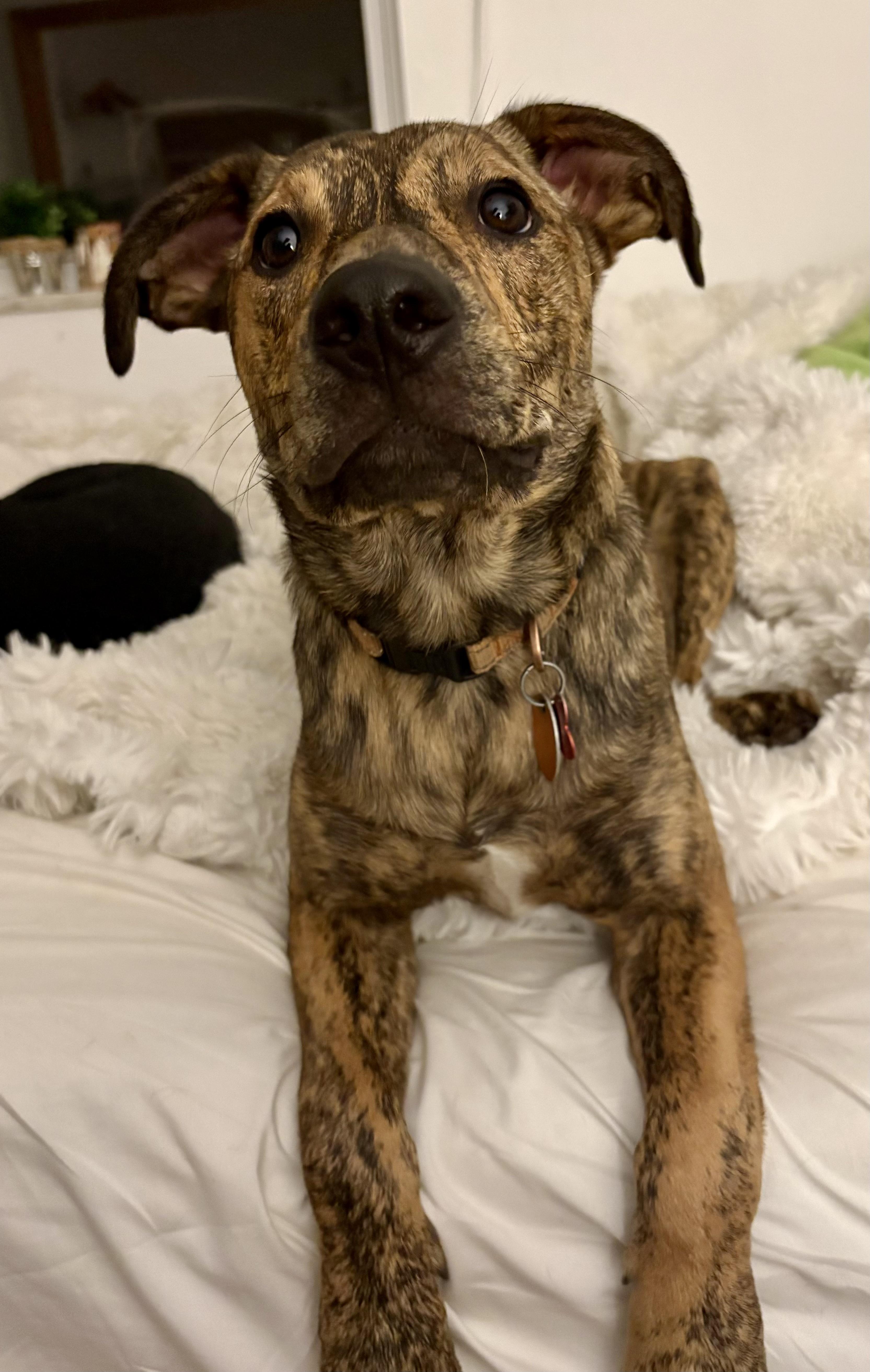Blue, a Adoptable mixed breed in Cincinnati, OH image 4/6