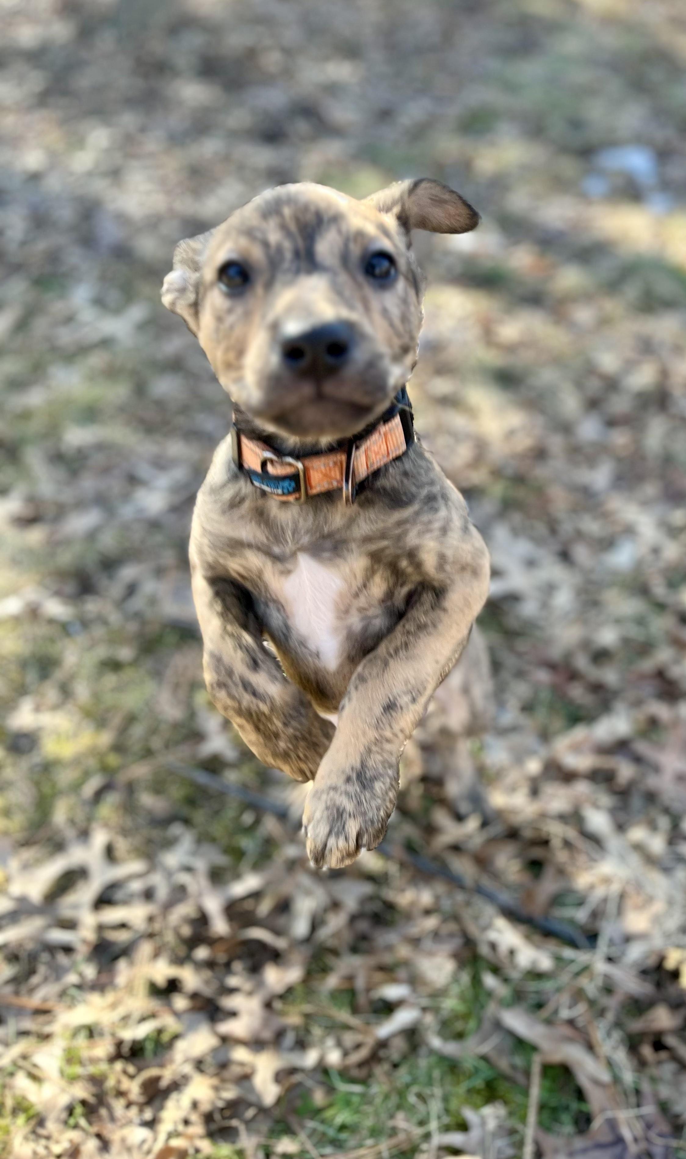 Enlarge Blue, a Adoptable mixed breed in Cincinnati, OH image 2/5