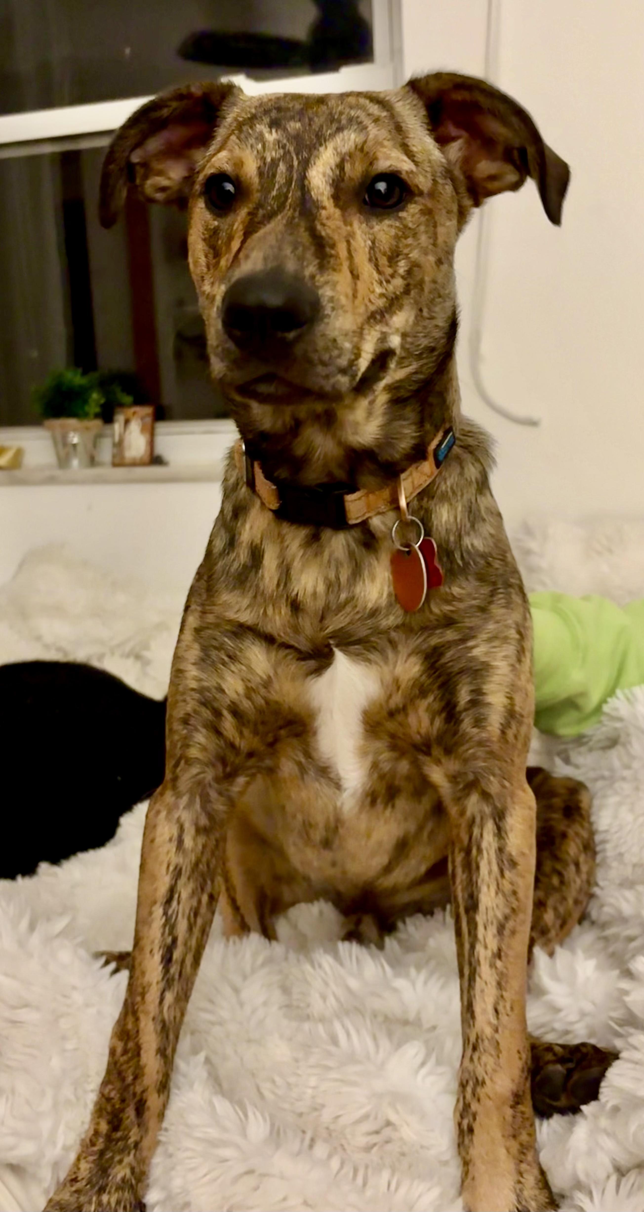 Blue, a Adoptable mixed breed in Cincinnati, OH image 6/6